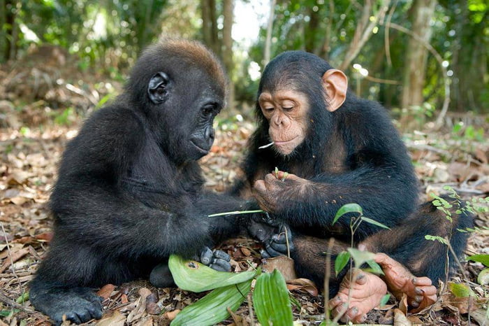 Gorilla and chimp youth hanging out