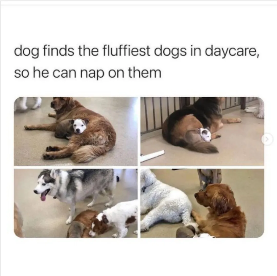 He can nap