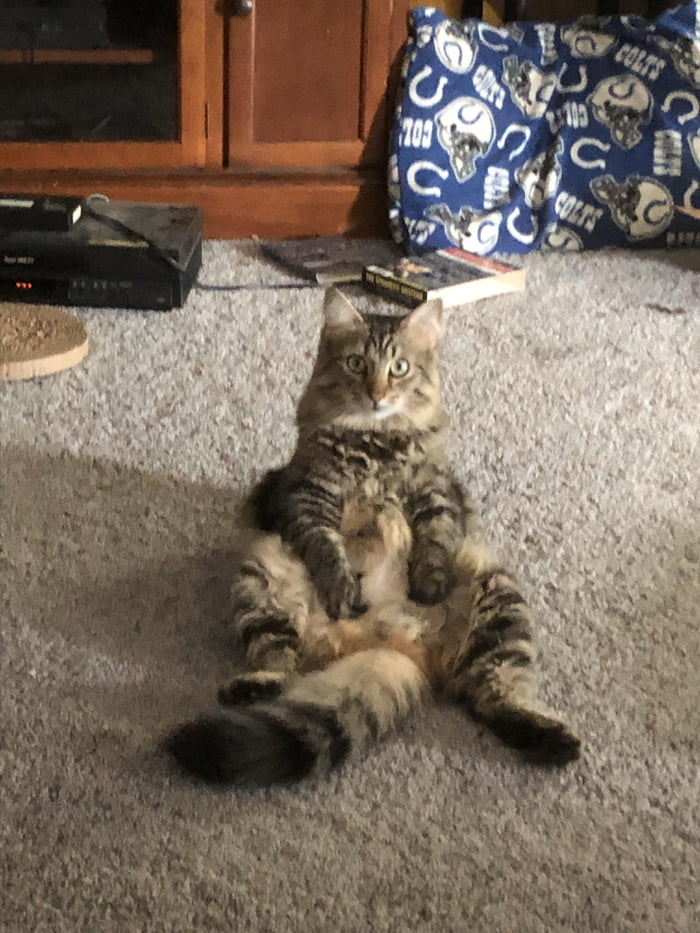 He sits like this at least once a day.