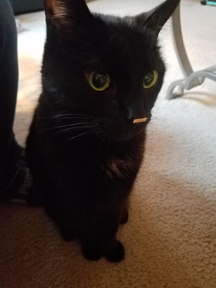 He wondered off into the house for an hour &amp; came back to living with something stuck on his nose. He didn&#039;t even know it was there .