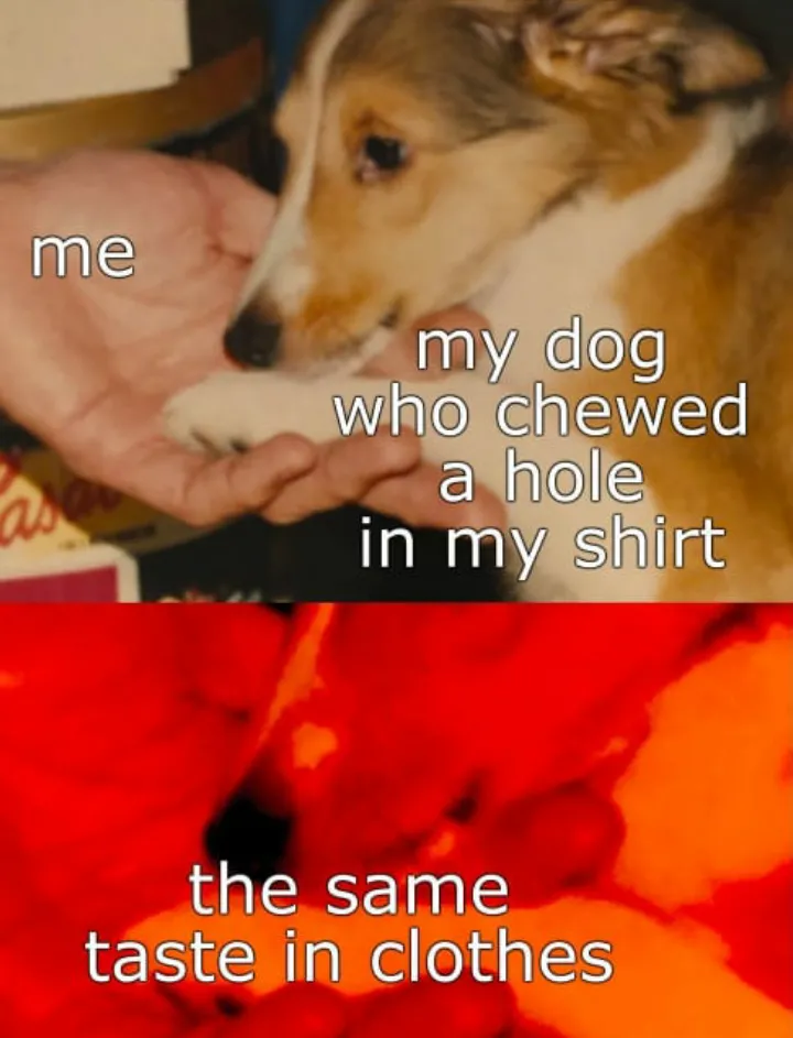 Hello there doggo