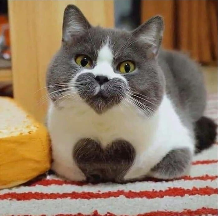 Hope all of you are doing well amidst the current Pandemic, much love <3 :)