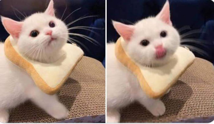 Hour 10 of posting cute animals