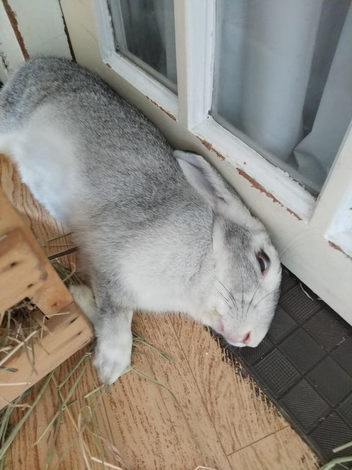 How rabbits actually sleep