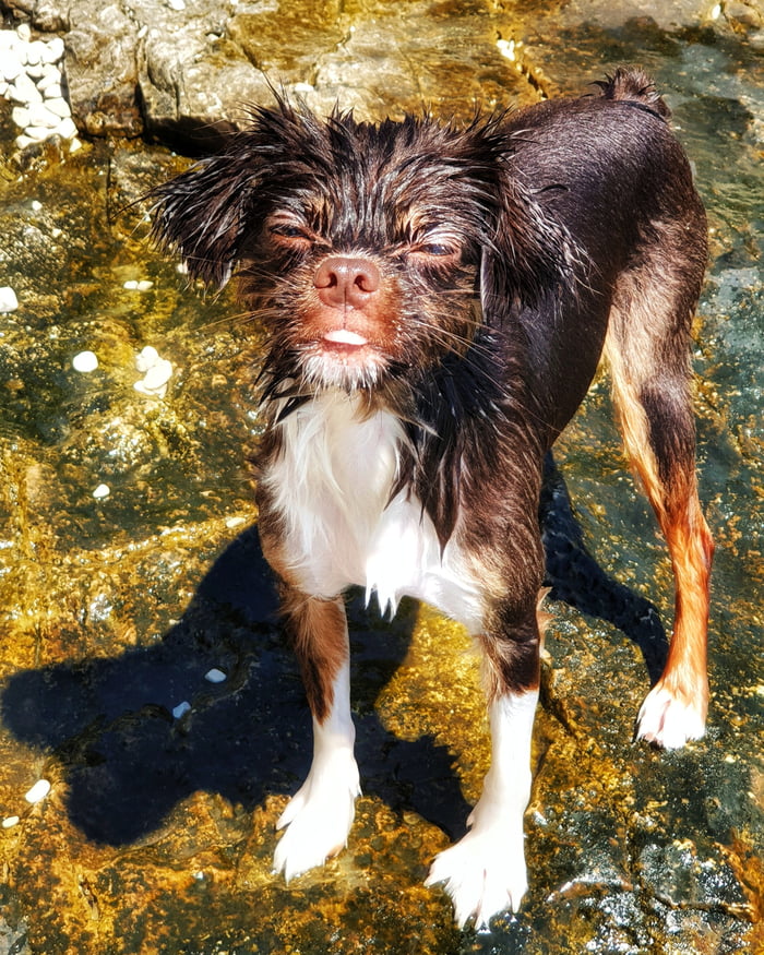 How to look like a wet rat: Step 1- be Alfi. Step 2- done!