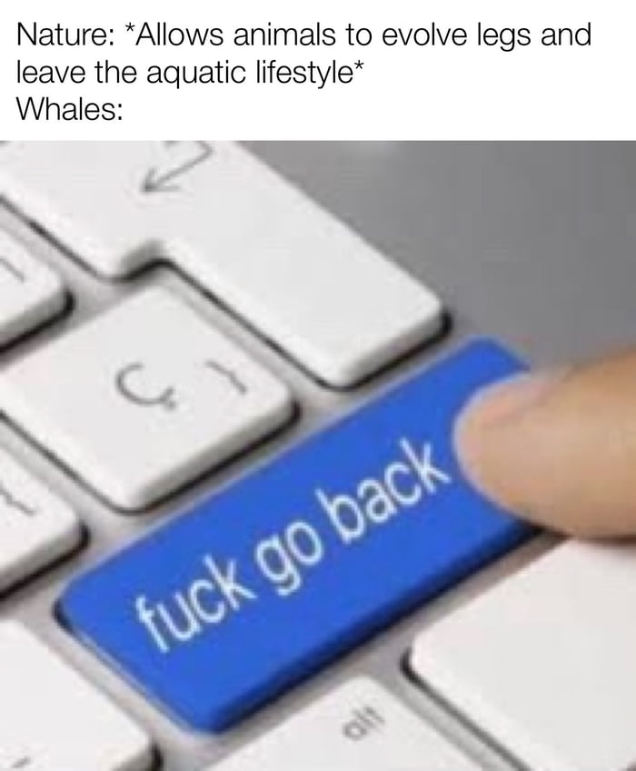 I feel like some cetaceans are severely underrated