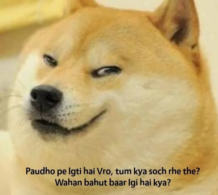 I love dogs