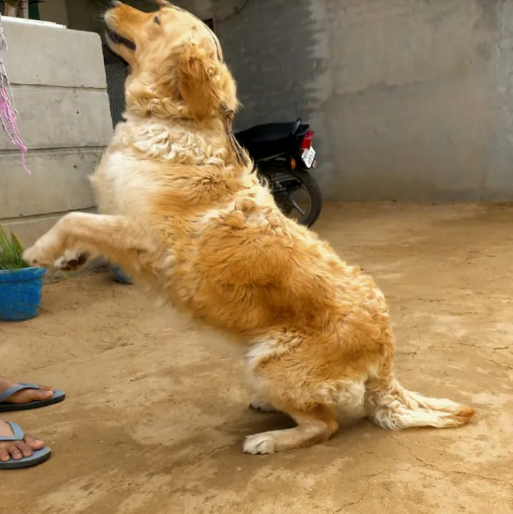 I love dogs