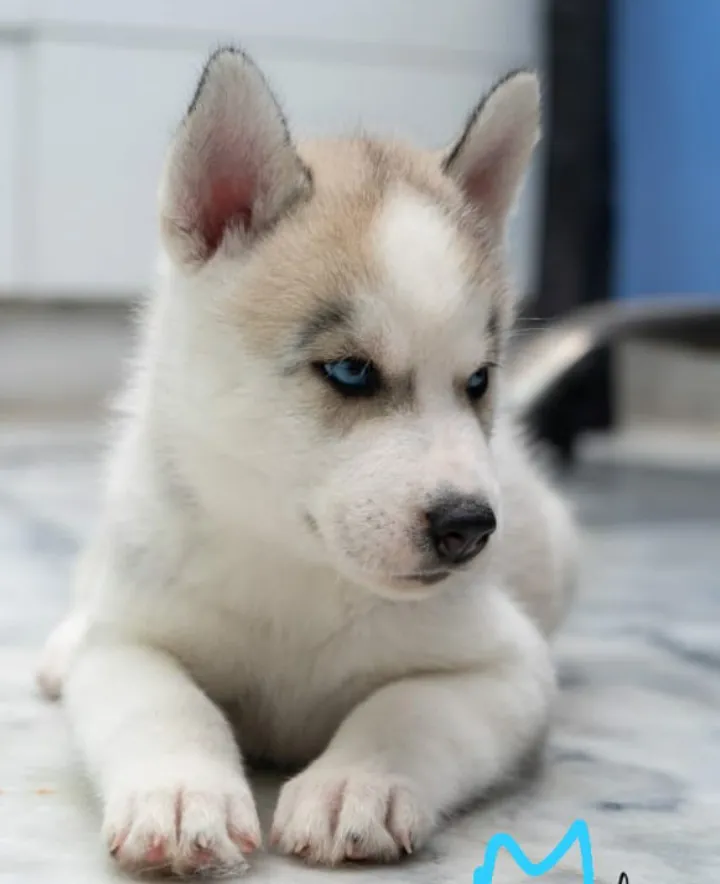 I love dogs