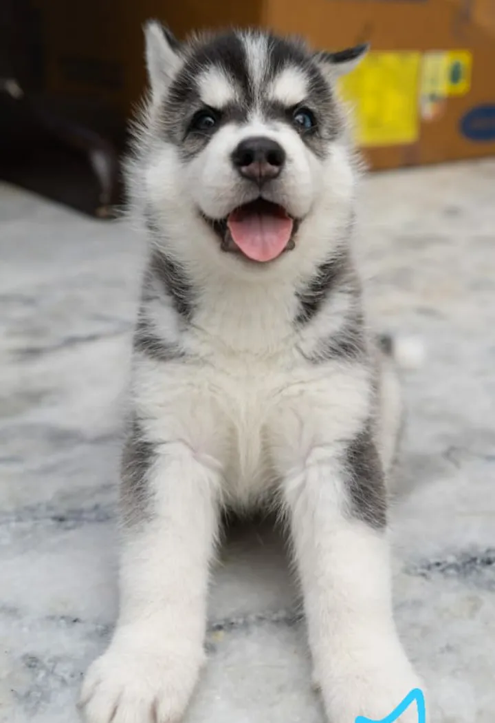 I love dogs