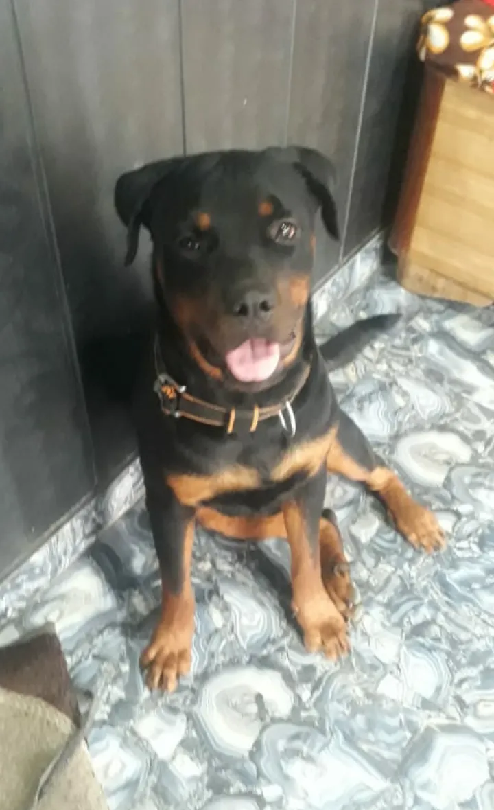 I love dogs