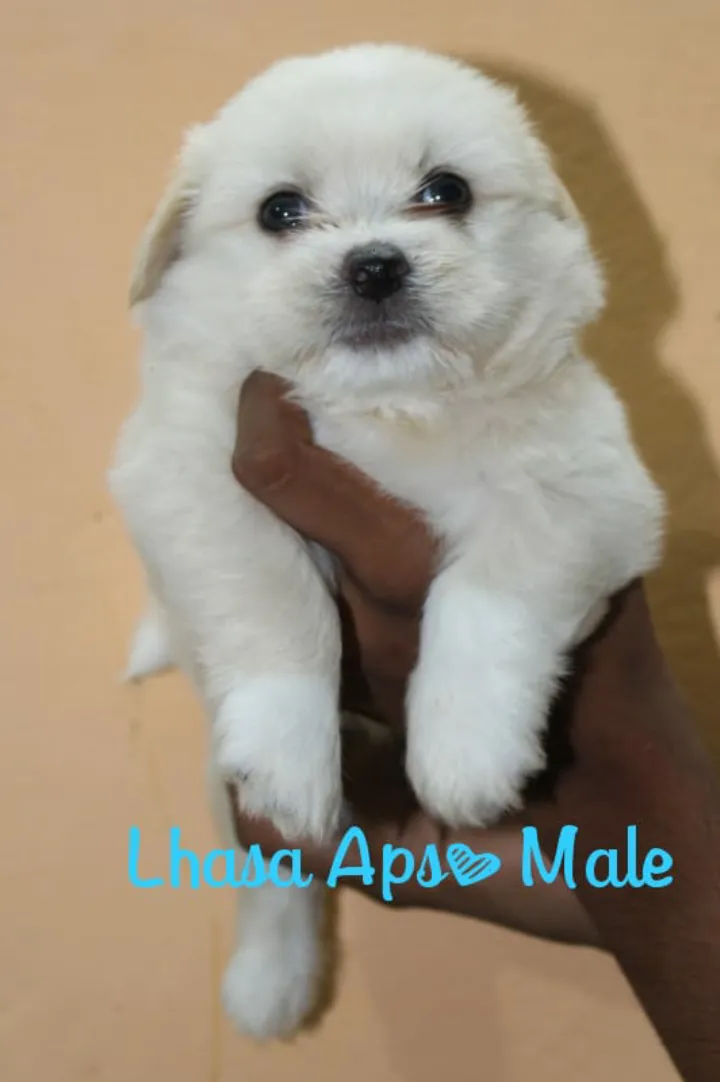 I love dogs