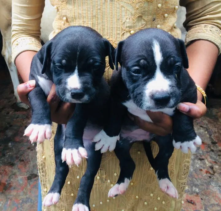 I love dogs