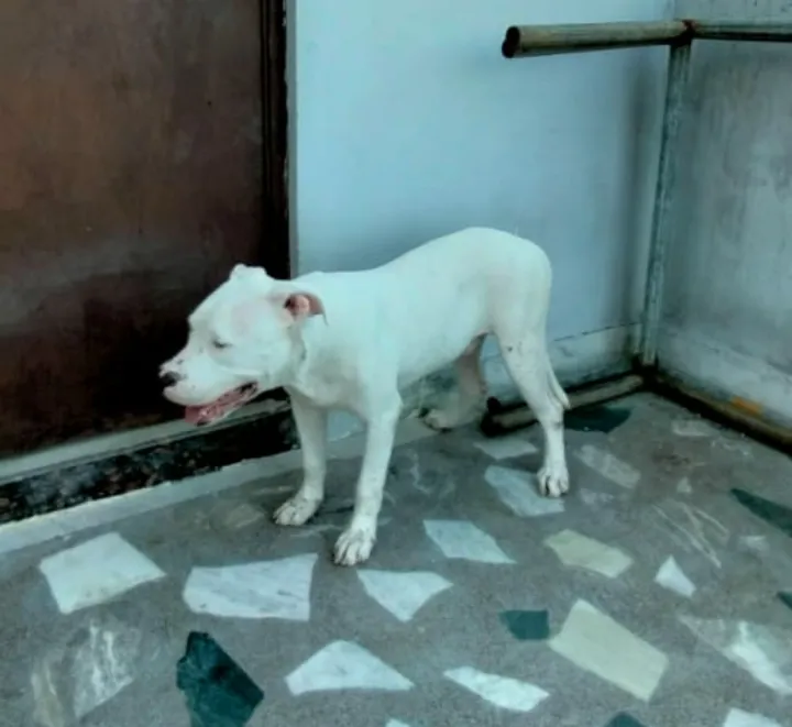 I love dogs
