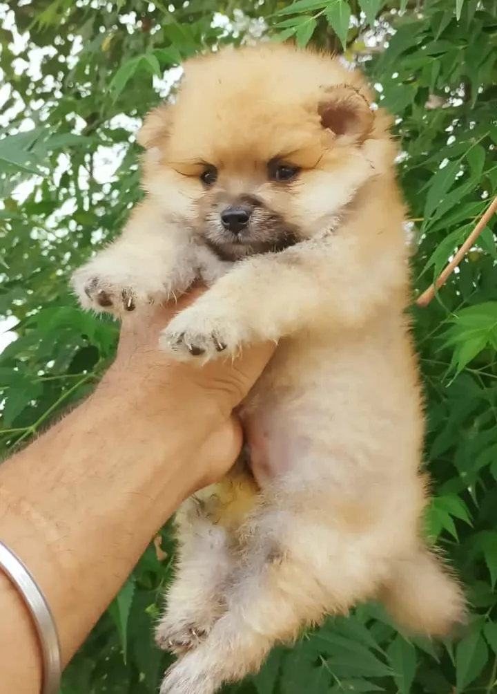 I love dogs
