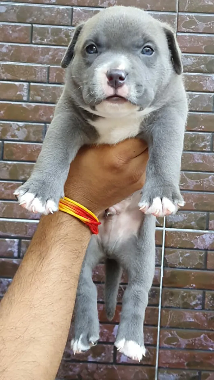 I love dogs