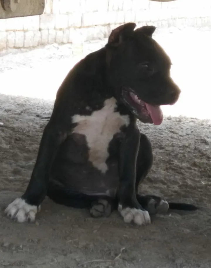 I love dogs