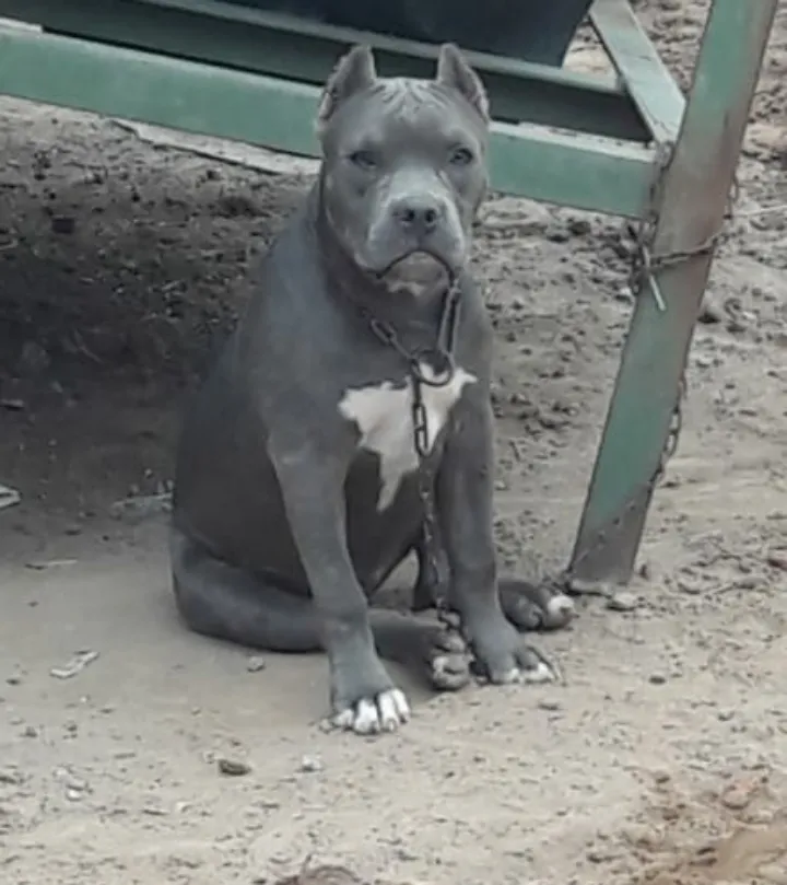 I love dogs
