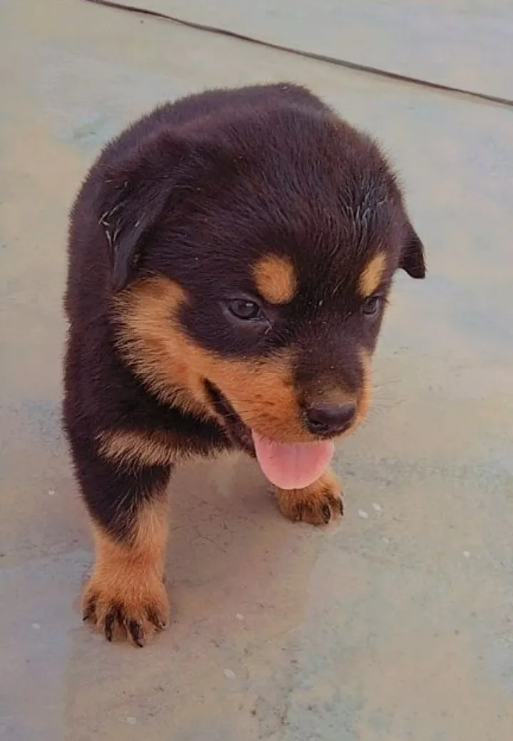 I love dogs