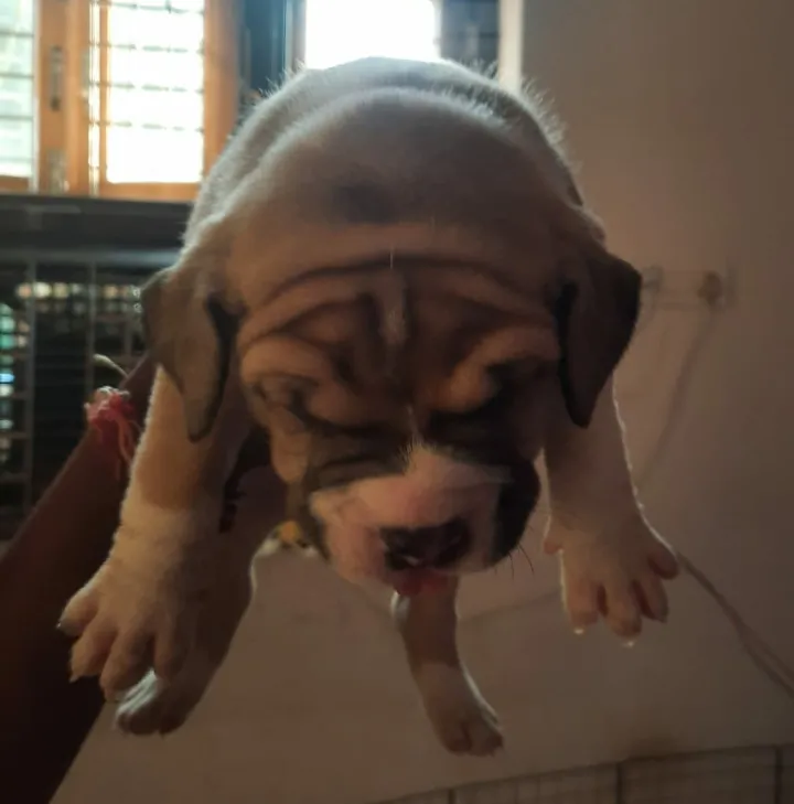 I love dogs