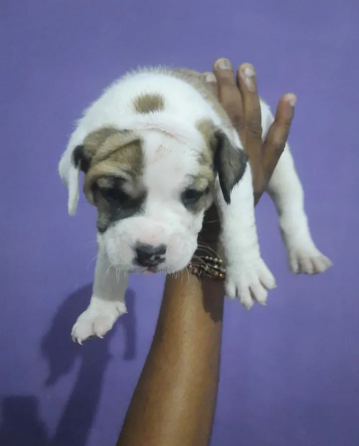 I love dogs