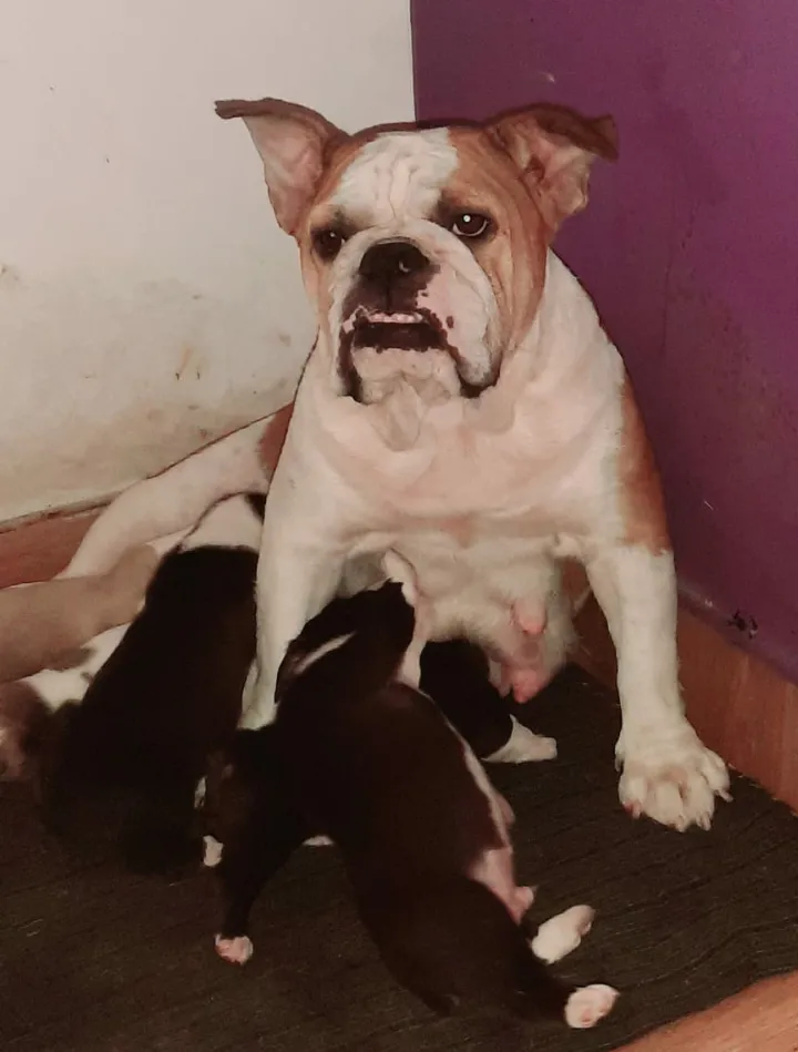 I love dogs