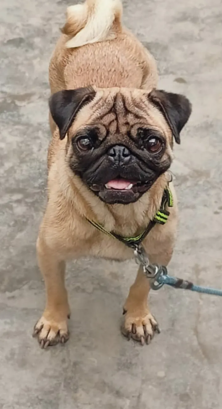I love dogs
