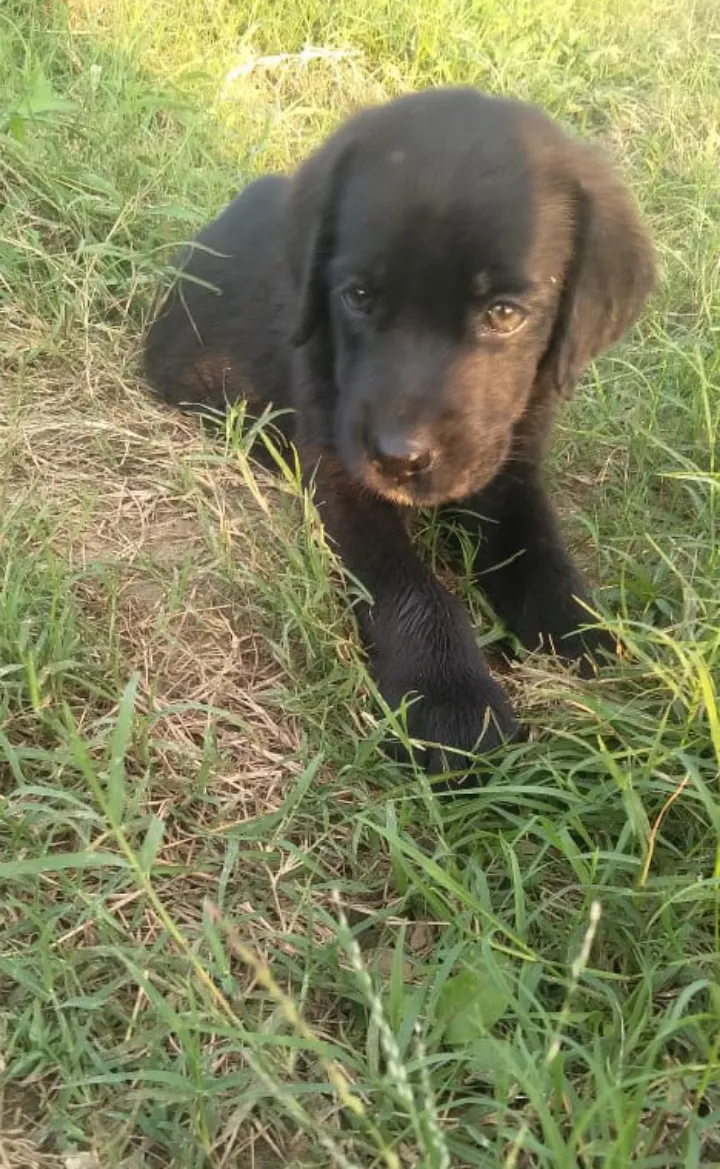 I love dogs