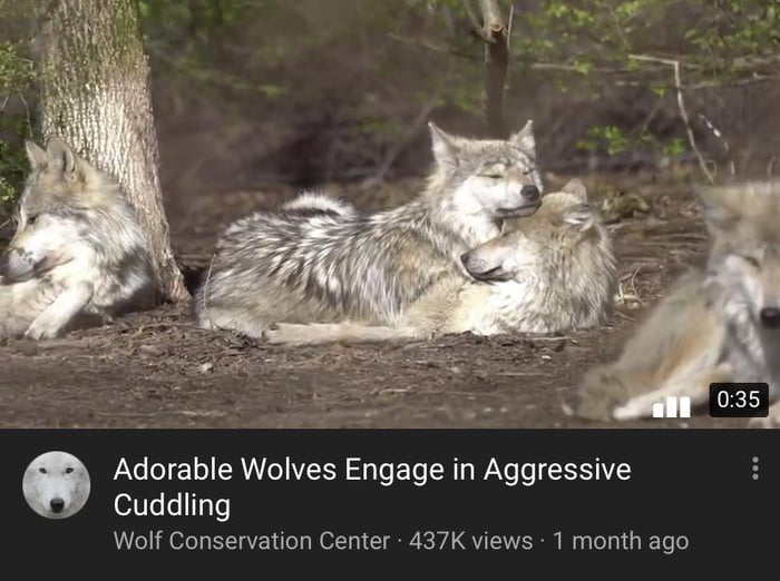 If we were 2 wolves...