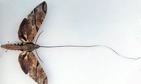In 1862 Charles Darwin received a flower from Madagascar with the nectar located in an extremely deep crevasse. He predicted the existence of a moth with an extraordinarily long tongue to reach the nectar. Xanthopan morganii was discovered 150 years later