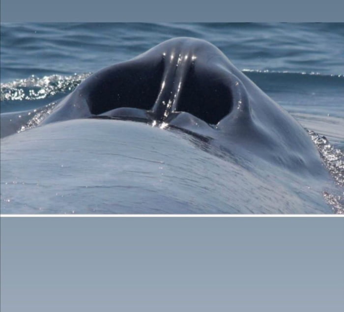 In case you were wondering how whales breathe