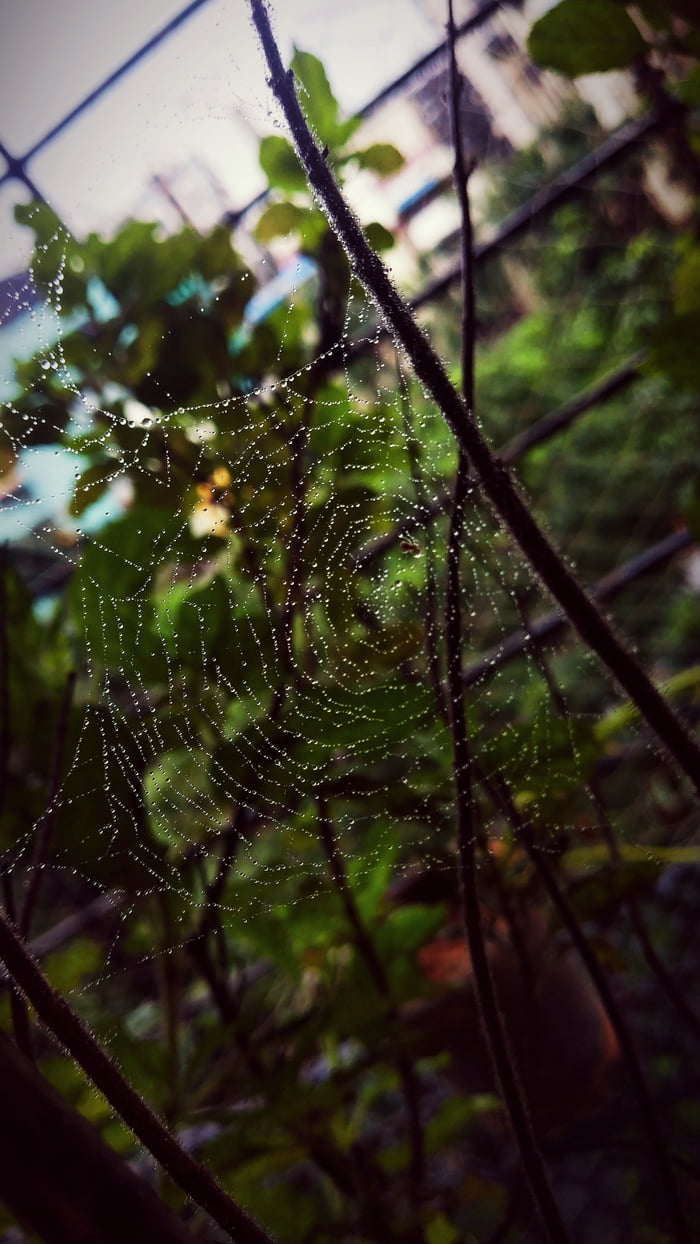 Incy wincy spider
