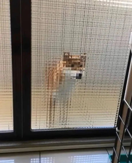 Japanese dog