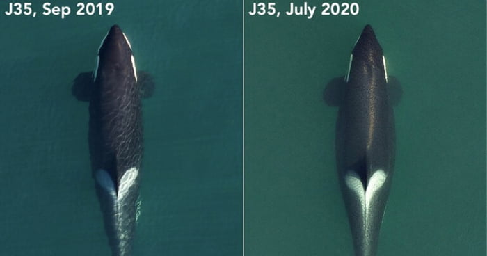 Killer Whale Tahlequah Who Carried Her Dead Baby for 17 Days Is Pregnant Again