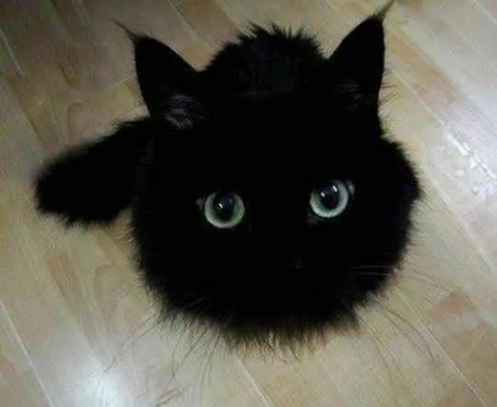 Kitty Cat