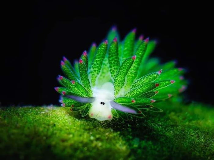Leaf sheep. The only animal that can photosynthesize.
