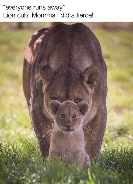 Lion in training