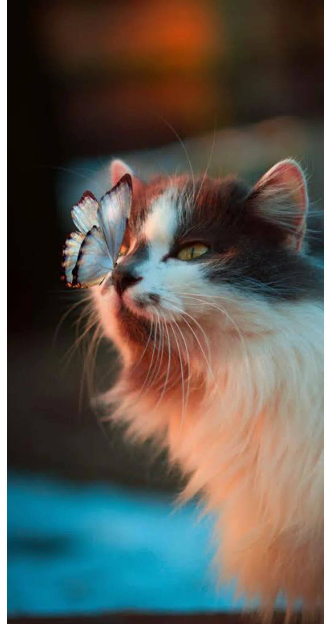 Little cute cat wallpaper.