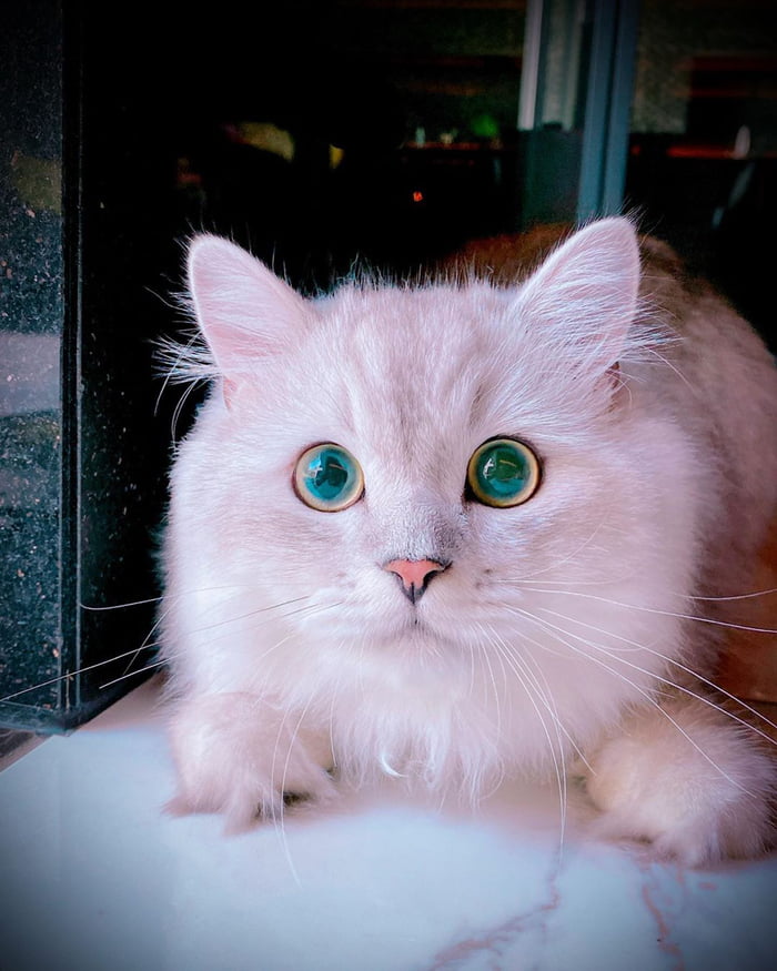 Look at those eyes