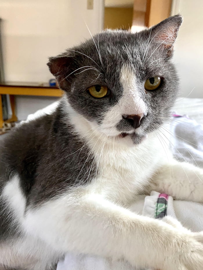 Meet bubbles. He&rsquo;s lost a couple teeth a few chunks of ear and most of hair on the left side of his face but he&rsquo;s given up the street fighter career for the lap life.