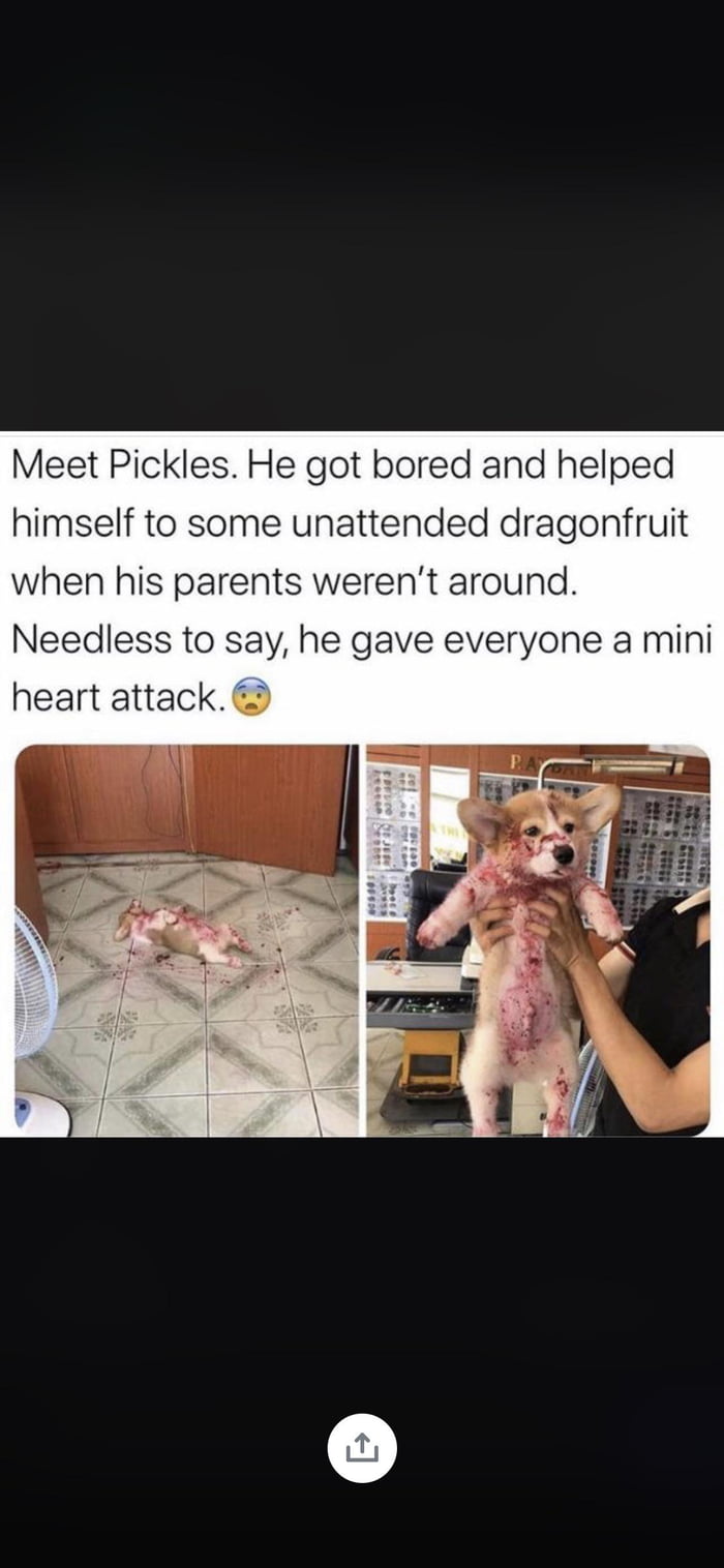 Meet Pickles...