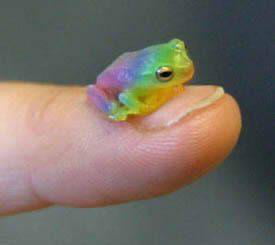 Nature: &quot;So which color do you want to be to attract a mate?&quot; Froggie - &quot;yes&quot;