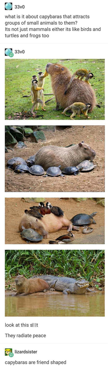 Nature&rsquo;s peacemaker