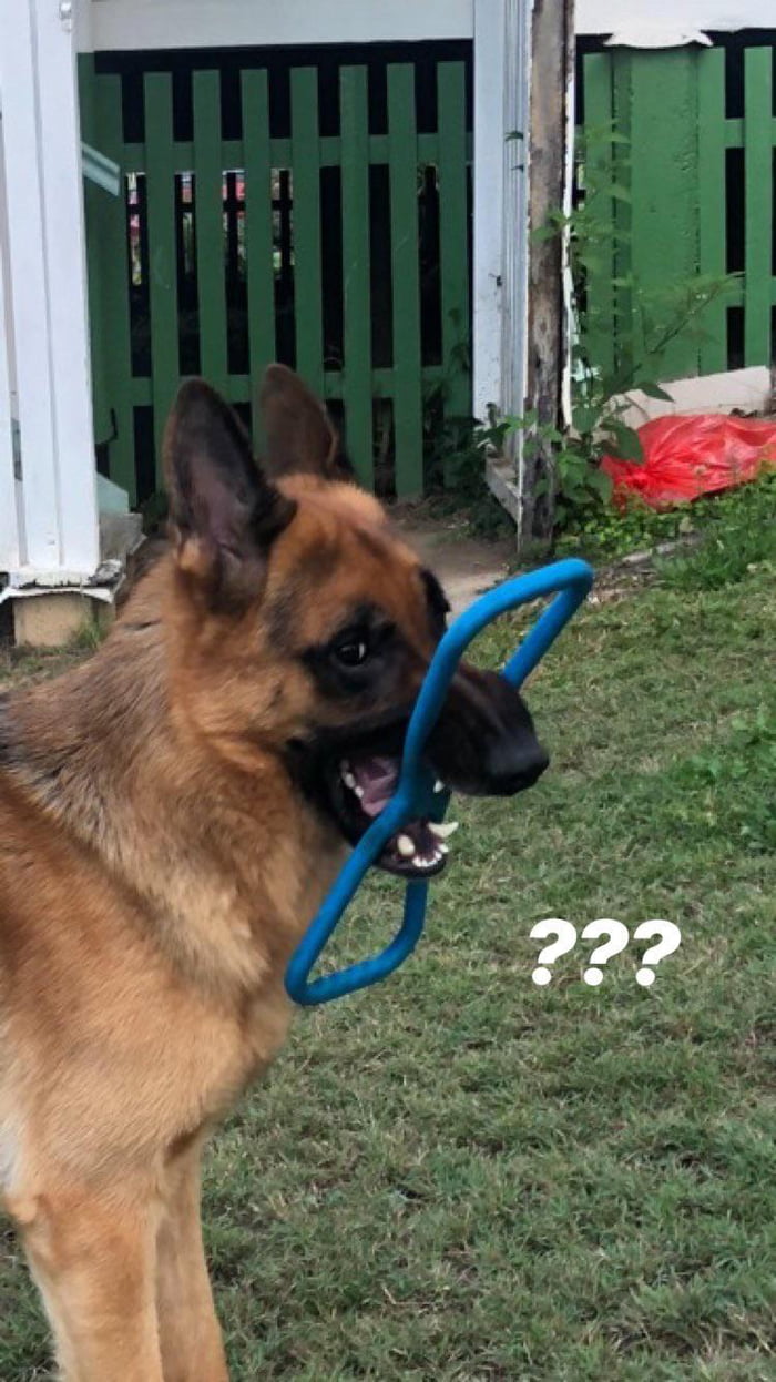 New toys are confusion.