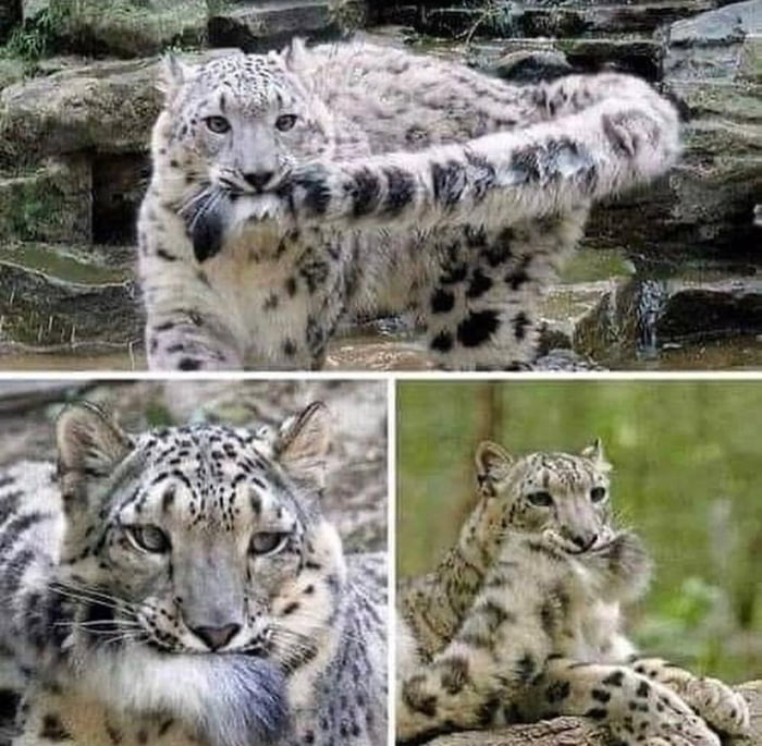 Nobody: Snow leopards: