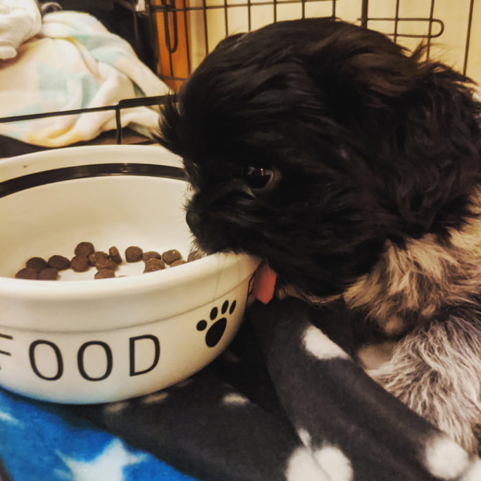 Note to self: Food bowl isn&#039;t made out of food