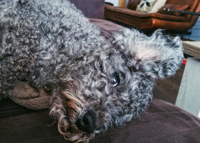 Old derp