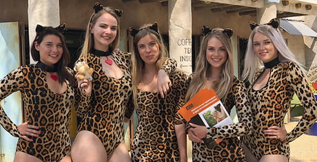 Panthers in the Netherlands #70 (Side A)