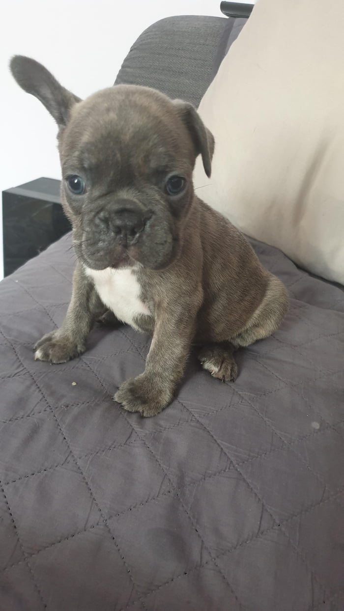 Pupper