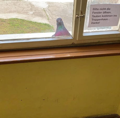 &quot;Please don&#039;t open the window, doves will enter the house otherwise. Thanks!&quot;